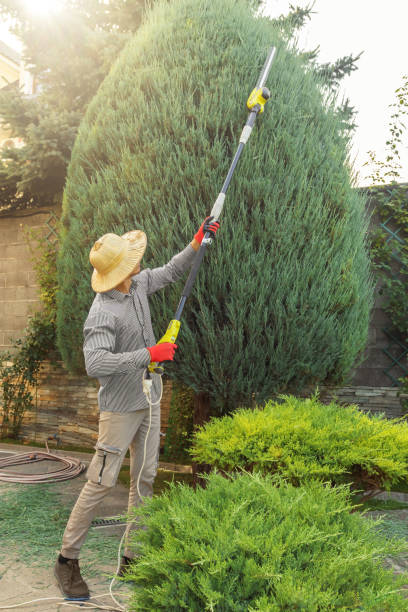 Best Arborist Consultation Services  in Dayton, NV