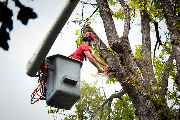 Best Emergency Tree Removal  in Dayton, NV